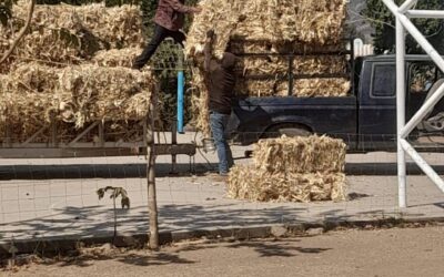 Entrega del segundo paquete de pacas de alimento para ganado en apoyo a las y los ganaderos que vieron afectados sus agostaderos ante los incendios forestales.