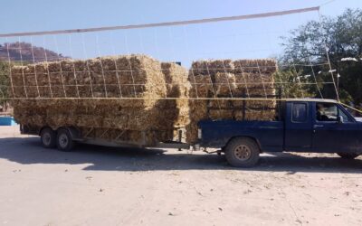 #DesarrolloAgrario|| Tercera entrega de pacas de alimento para ganado en la comunidad de El Motaje.